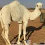 للبيع قعود لقي