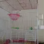 جوز كناري ابيض