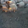 خاروف للبيع او البدل بعنز