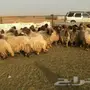 القصيم بريده
