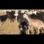 شياه نجد ولد للبيع