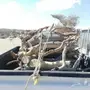 سمر - سمر وطلح مخلوط أغلبه