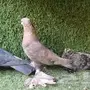 جوز صنعاني مع فرخ