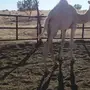حشو قعدان للبيع