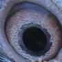 انثتين باكستانيه دبوله وكلبوتي