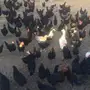 دجاج اسود صك بياض 