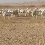 غنم حريات للبيع مهلة