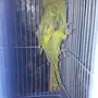 ببغاء للبيع - فرصة رائعة!