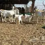 معزاء بيشيات مقاني 