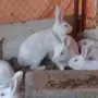 ارانب فرنسيه - عنيزه