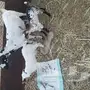 4معزاء
