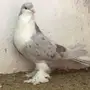 للبيع ذكر شيرازي وزوج تركي
