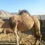 ناقه لقحه للبيع