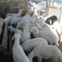 طليان ورخال
