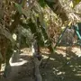 استراحات عزاب