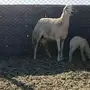 حريه صف الصنف.