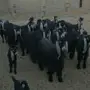عوارض صنف الصنف