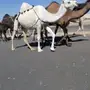 لقحه وضحى كفوو