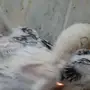 صوص فارسي