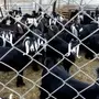 معزا طيبة للبيع او البدل ببيشة