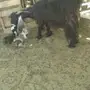 عنز والد معها 2