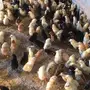 صوص بلدي