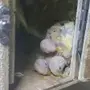 فروخ روز لاتينيو للبيع 