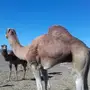 جمل ركبي للبيع