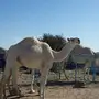 البكار وضح حلوات