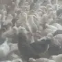 صوص بلدي بريمان