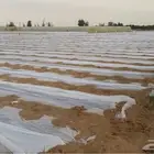 شاش زراعي حامي للنباتات