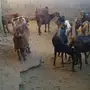 معزا للبيع 