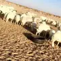 غنم للبيع او البدل