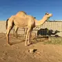 ناقه للبيع