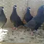 جوز قطيفي معقد