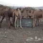 11 ناقه 