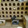 فر oppurtunity: Exceptional Pigeon Collection!