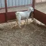 الباحه  الحجره  وادي عليب