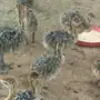 نعام للبيع 