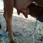 بقره