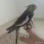 كروان اليف و هدد للبيع
