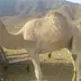 جمل ركبي للبيع