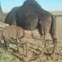 خلفه للبيع مصغر تحتها بكره صفرا 