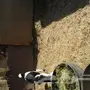 تيس مندي للبيع 