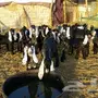 عوارض صنف مولده