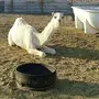 للبيع خمس بكار وضح