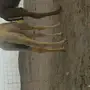 حاشي للبيع الدوادمي