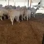 الرخال الصنف الكفو