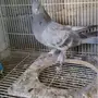 جوز تركي اخضر
