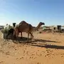 للبيع خلفات 3